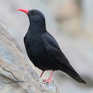 Red-billed Chough